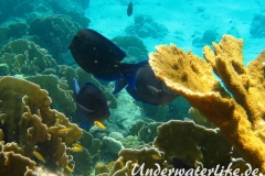 Blauer-Doktorfisch_adult-Karibik-2014-05