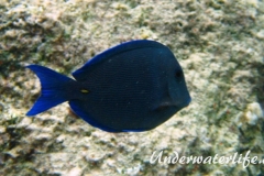 Blauer-Doktorfisch_adult-Karibik-2014-10
