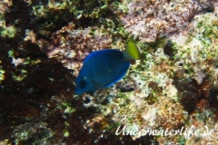 Blauer-Doktorfisch_juvenil-Karibik-2014-01