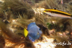 Blauer-Doktorfisch_juvenil-Karibik-2014-02