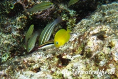 Blauer-Doktorfisch_juvenil-Karibik-2014-03