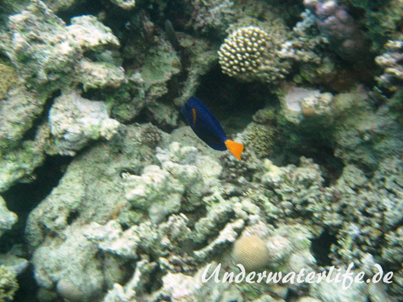 Blauer Segelflossendokterfisch-Marsa alam-2012-1