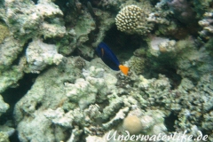 Blauer Segelflossendokterfisch-Marsa alam-2012-1