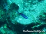 Blaues Schwalbenschwänzchen (Chromis cyanea)