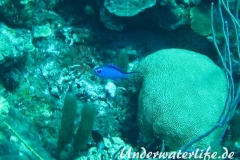 Blaues-Schwalbenschwaenzchen_adult-Karibik-2014-03