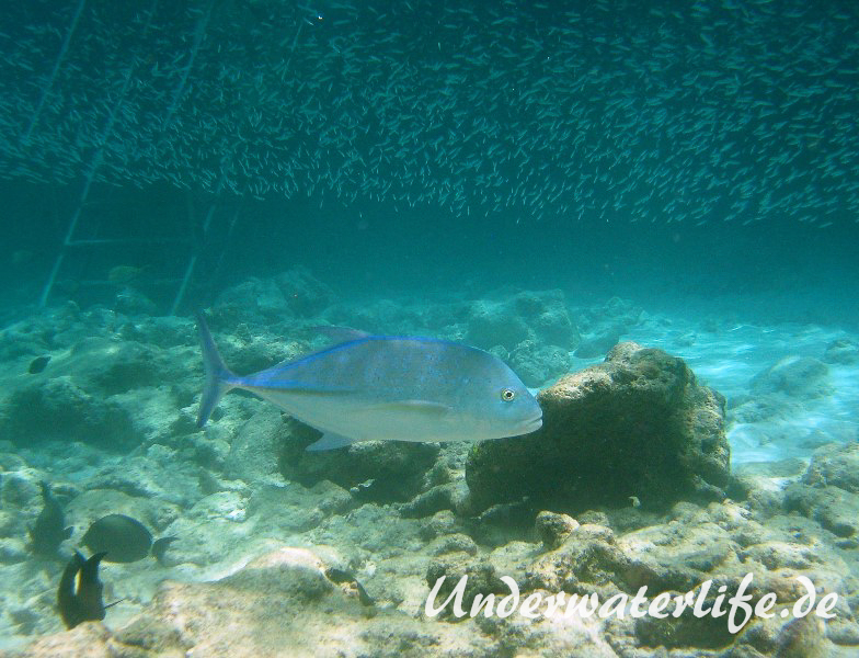 Blauflossen-Stachelmakrele_adult-Malediven-2013-06