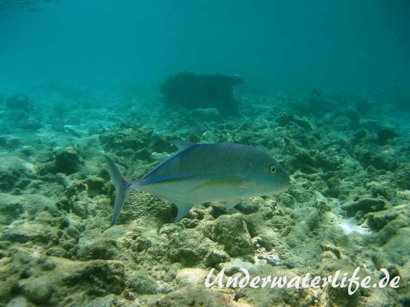 Blauflossen-Stachelmakrele_adult-Malediven-2013-07