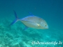  Blauflossen-Stachelmakrele (Caranx melampygus)