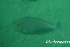 Blauklingen-Nasendoktor_adult-Marsa alam-2012-1