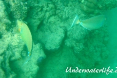 Blauklingen-Nasendoktor_adult-Marsa alam-2012-2