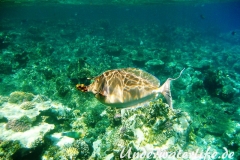Blauklingen-Nasendoktor_adult-Marsa alam-2012-3