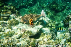 Blauklingen-Nasendoktor_adult-Marsa alam-2012-4