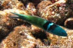 Blaukopf-Junker_adult-Karibik-2014-01