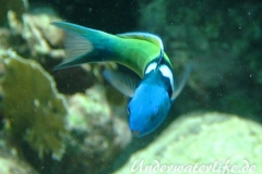 Blaukopf-Junker_adult-Karibik-2014-02
