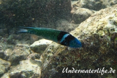 Blaukopf-Junker_adult-Karibik-2014-04