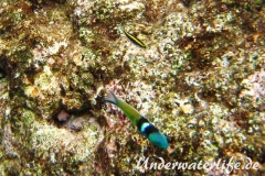 Blaukopf-Junker_adult-Karibik-2014-05