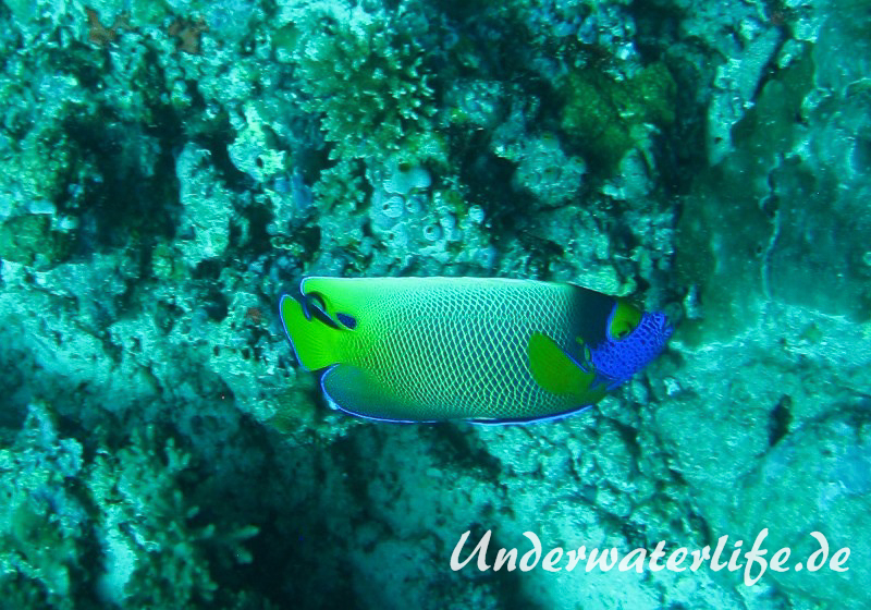 Blaukopf-Kaiserfisch_adult-Malediven-2013-