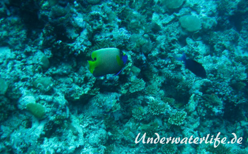 Blaukopf-Kaiserfisch_adult-Malediven-2013-02