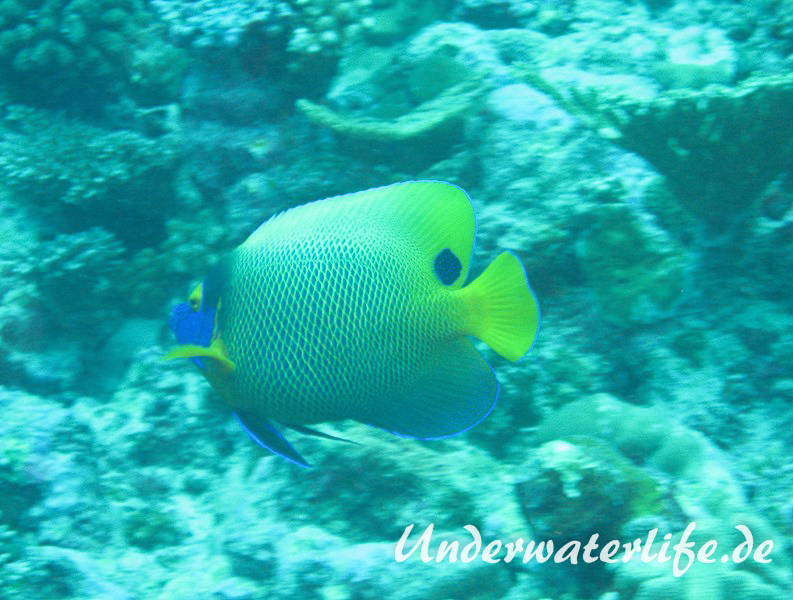 Blaukopf-Kaiserfisch_adult-Malediven-2013-04