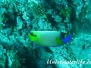  Blaukopf-Kaiserfisch (Pomacanthus xanthometopon)