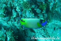 Blaukopf-Kaiserfisch_adult-Malediven-2013-