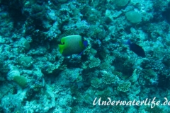 Blaukopf-Kaiserfisch_adult-Malediven-2013-02
