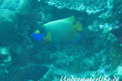 Blaukopf-Kaiserfisch_adult-Malediven-2013-03