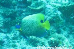 Blaukopf-Kaiserfisch_adult-Malediven-2013-04