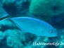 Blaurücken-Stachelmakrele (Caranx ruber)