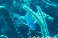 Blauruecken-Stachelmakrele_adult-Karibik-2014-004