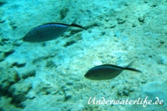 Blauruecken-Stachelmakrele_adult-Karibik-2014-005