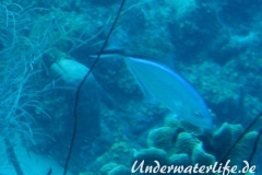 Blauruecken-Stachelmakrele_adult-Karibik-2014-006