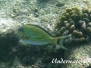 Blaustreifen-Doktorfisch (Acanthurus lineatus)