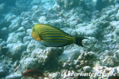 Blaustreifen-Doktorfisch_adult-Malediven-2013-04