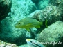 Blaustreifen-Grunzer (Haemulon sciurus)