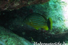 Blaustreifen-Grunzer_adult-Karibik-2014-05