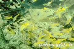 Blausteifen-Schnapper_adult-Thailand-2017-001
