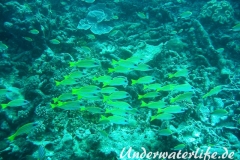 Blaustreifen-Schnapper_adult-Malediven-2013-02