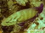 Blaustreifen-Zackenbarsch (Cephalopholis formosa)