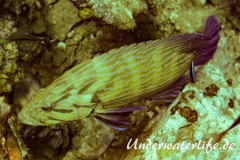 Blaustreifen-Zackenbarsch_adult-Thailand-2017-001