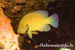 Blaustreifen-Zackenbarsch_adult-Thailand-2017-002