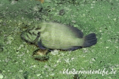 Blaustreifen-Zackenbarsch_adult-Thailand-2017-003