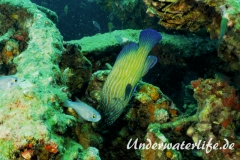 Blaustreifen-Zackenbarsch_adult-Thailand-2017-004