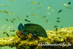 Blaustreifen-Zackenbarsch_adult-Thailand-2017-005