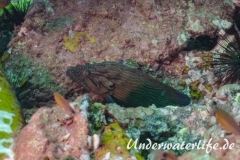 Blaustreifen-Zackenbarsch_adult-Thailand-2017-006