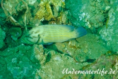 Blaustreifen-Zackenbarsch_adult-Thailand-2017-007