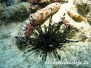Bleistift-Diademseeigel (Echinothrix calamaris)