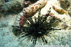 Bleistift-Diademseeigel_adult-Malediven-2013-001