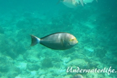 Blochs-Doktorfisch_adult-Malediven-2013-01