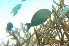 Blochs-Doktorfisch_adult-Malediven-2013-02